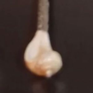 Mother of pearl Caviar Spoon